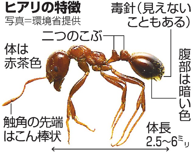 ヒアリ 火蟻 強毒アリ とは 刺された時 どうすればいいか アラカルト辞典