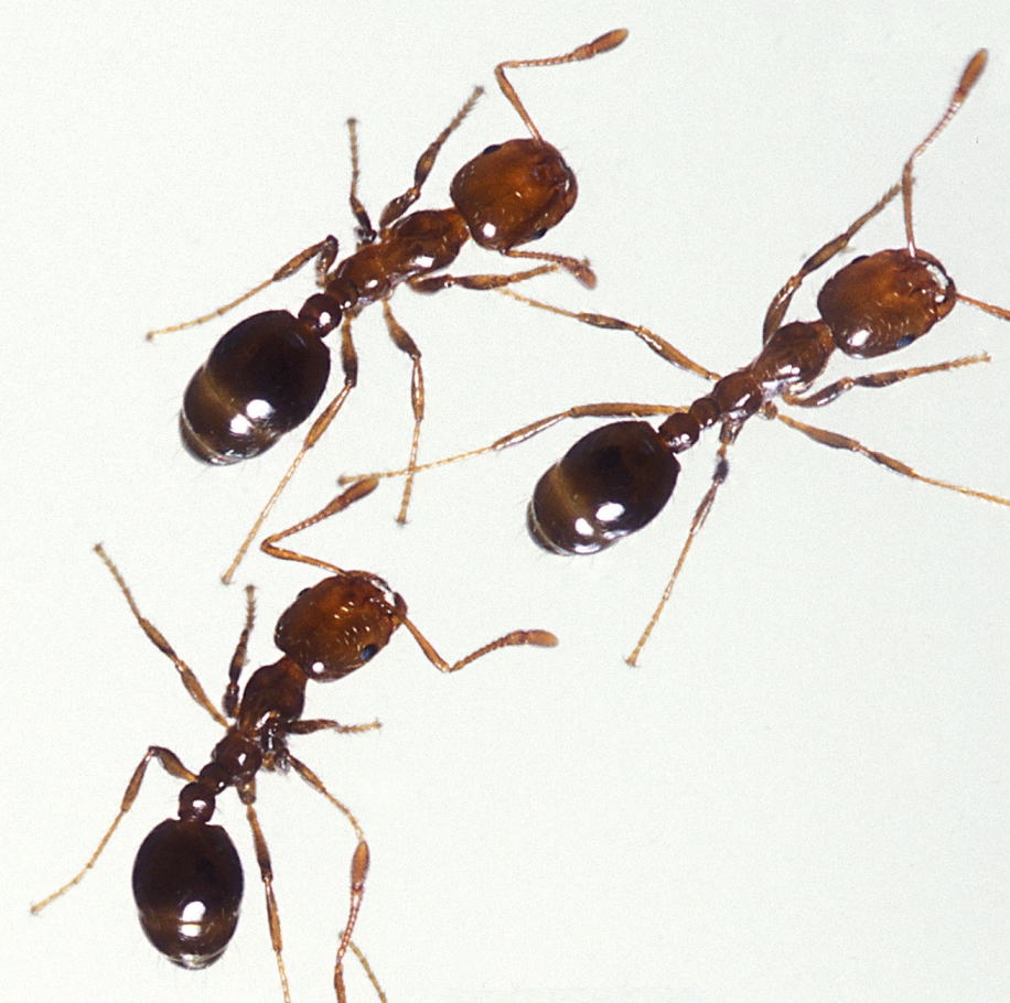 ヒアリ 火蟻 強毒アリ とは 刺された時 どうすればいいか アラカルト辞典