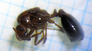 大阪南港で見つかったヒアリの女王アリとみられる個体。背景のます目は１ミリ四方（環境省提供）