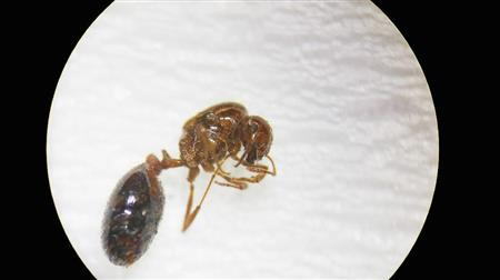 埼玉県で初めて確認されたヒアリの死骸 （環境省提供）