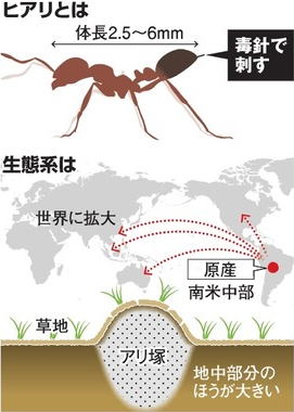 強毒アリ 「ヒアリ」（火蟻） （学名 Solenopsis invicta （ソレノプシス インビクタ 「無敵のアリ」という意味）、別名 アカヒアリ）は、南米大陸原産のハチ目（膜翅目） アリ科 フタフシアリ亜科に分類されるアリの一種です