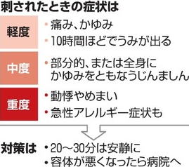 ヒアリ 強毒アリ 対策 症状 日本国内 発見場所 一覧 最新情報 アラカルト辞典